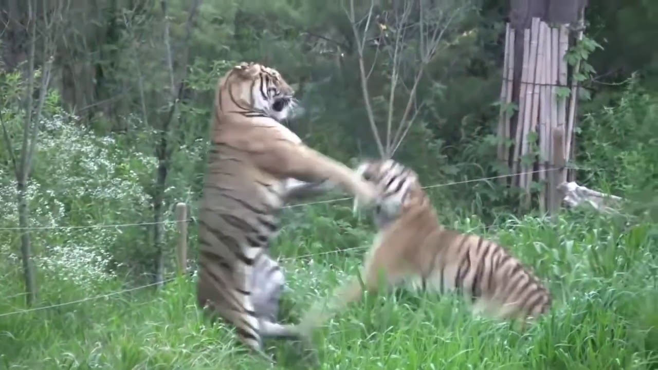 Tiger attack tiger YouTube