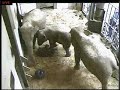 Baby elephant is born in Antwerp Zoo