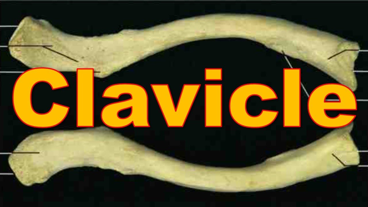3. Clavicle Bone || Upper Limb || كلية الطب - مادة التشريح || [A3] || [5]