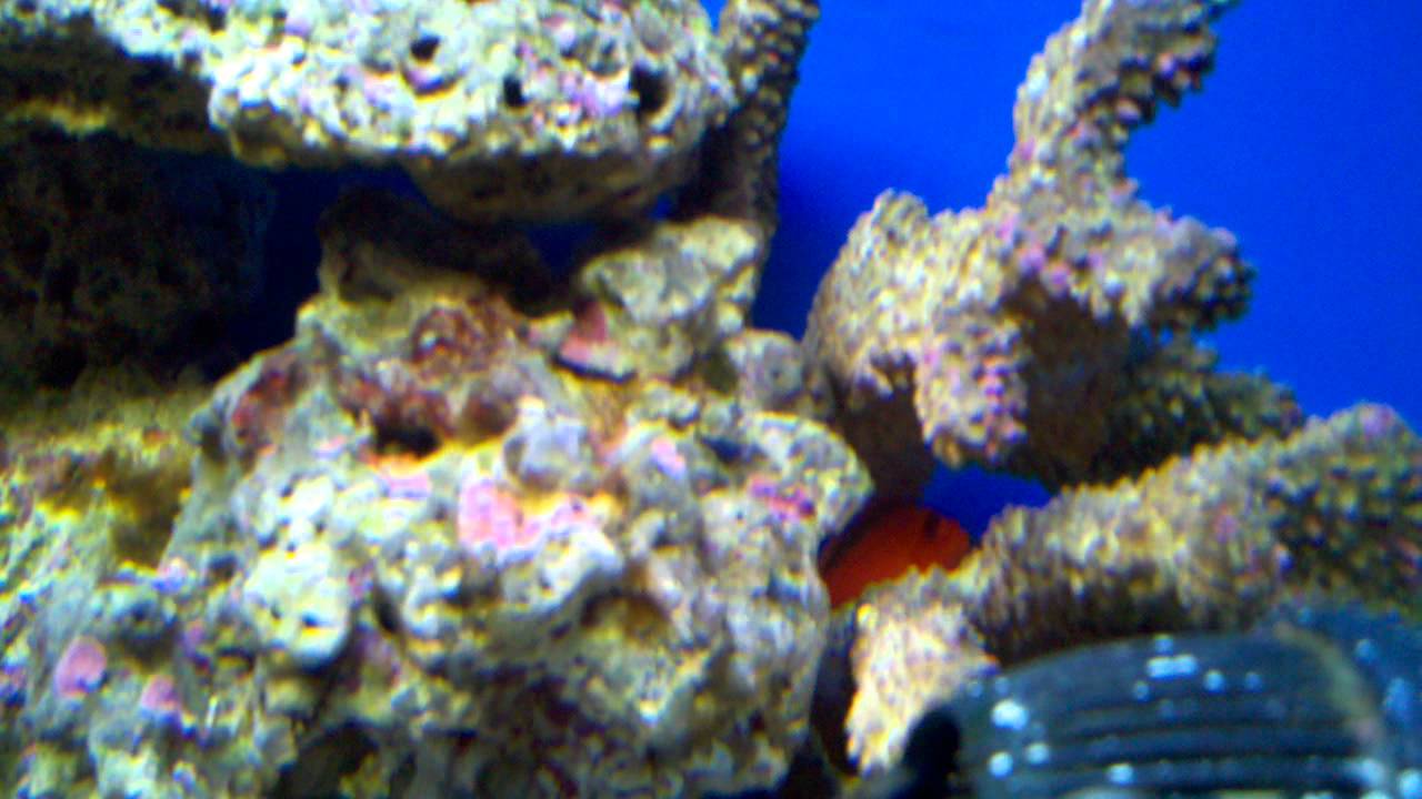 Stunning Saltwater Reef Tank Photography And Videography Motion Graphics Services image