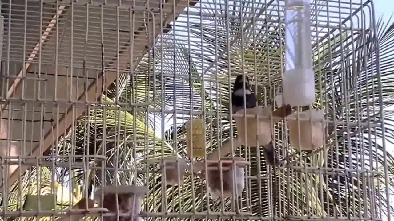 Coleiro mais rápido do mundo