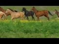 The Akhal-Teke horse breed - Golden Horses