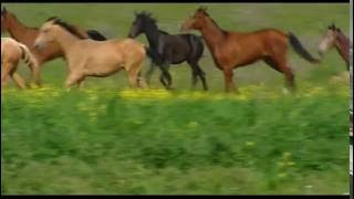 The AkhalTeke horse breed  Golden Horses