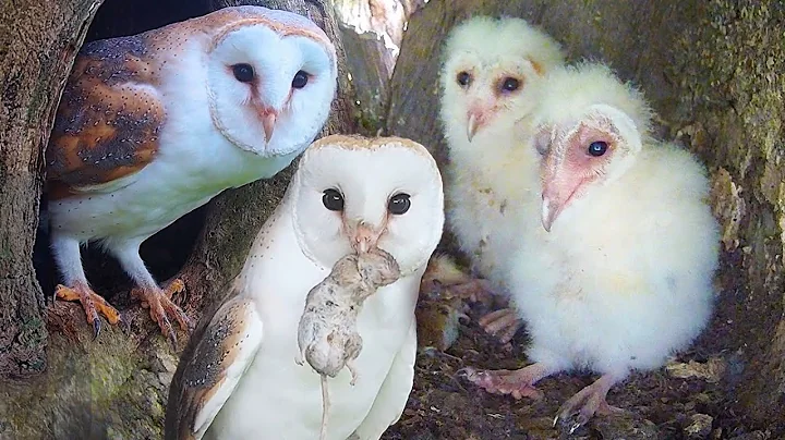 Lone Barn Owl Chick Gets New Rescued Sibling | Full Story | Gylfie & Dryer | Robert E Fuller