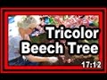 Tricolor beech tree  wisconsin garden blog 713