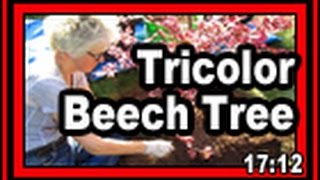 Tricolor Beech Tree - Wisconsin Garden Video Blog 713
