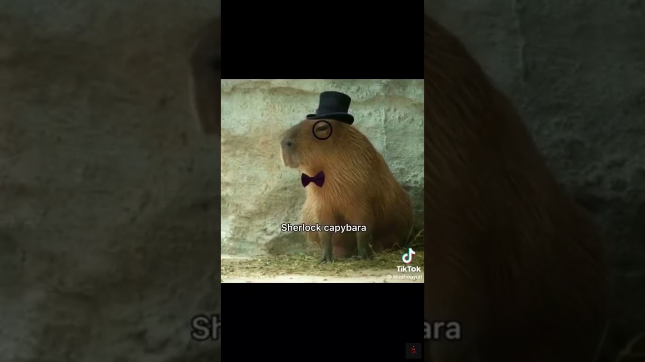 Ritka capybarak amiket soha nem l&aacute;tt&aacute;l part 3