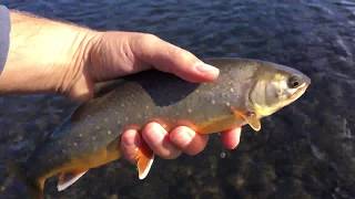 FISHING FOR ARCTIC CHAR IN ICELAND