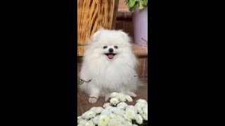 Compilation of cute moments  for animals