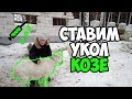 Как поставить укол козе