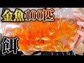 【閲覧注意】腹ペコの古代魚水槽に100匹の金魚を入れた結果...
