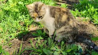 cute cat meow meow by FluffyCat  36 views 2 weeks ago 54 seconds