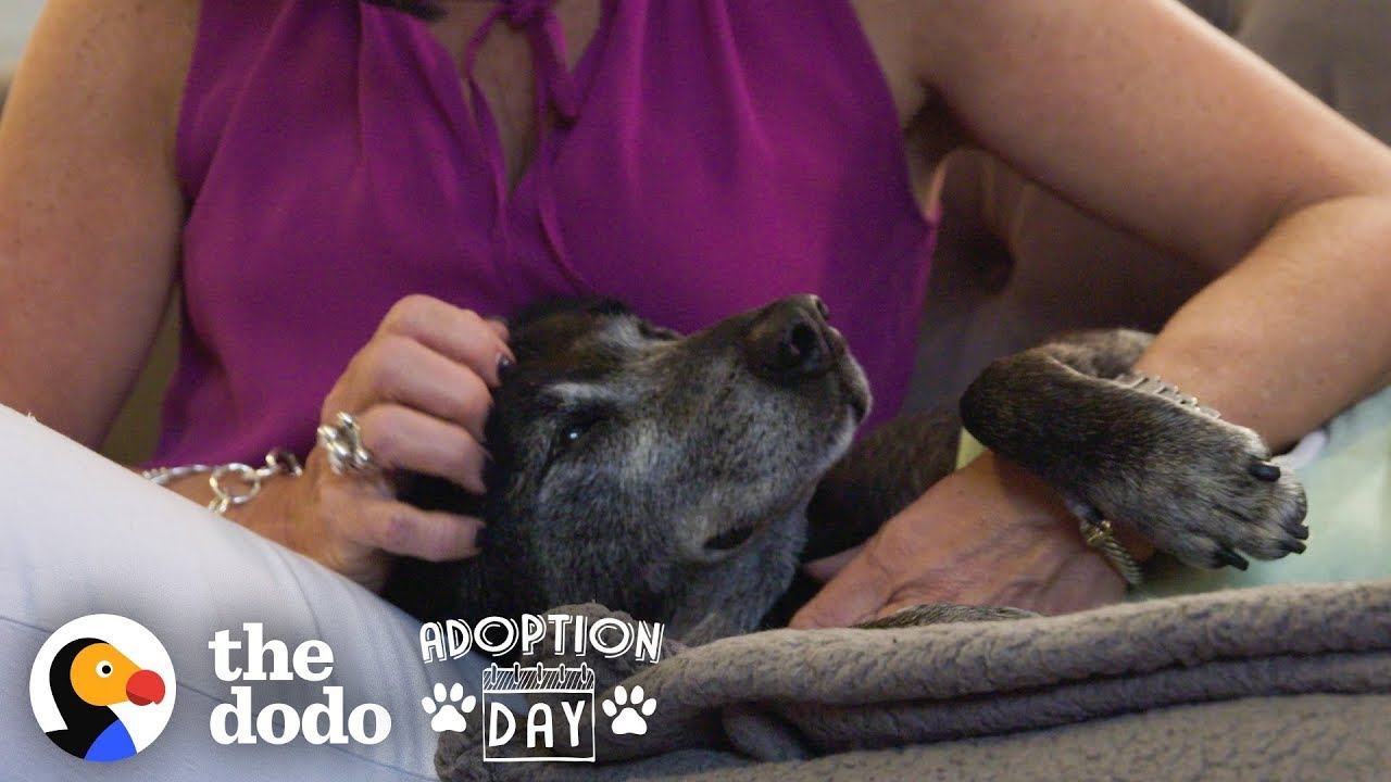 ⁣Watch An Old, Sad Dog Turn Into The Happiest Puppy In His Forever Home | The Dodo Adoption Day