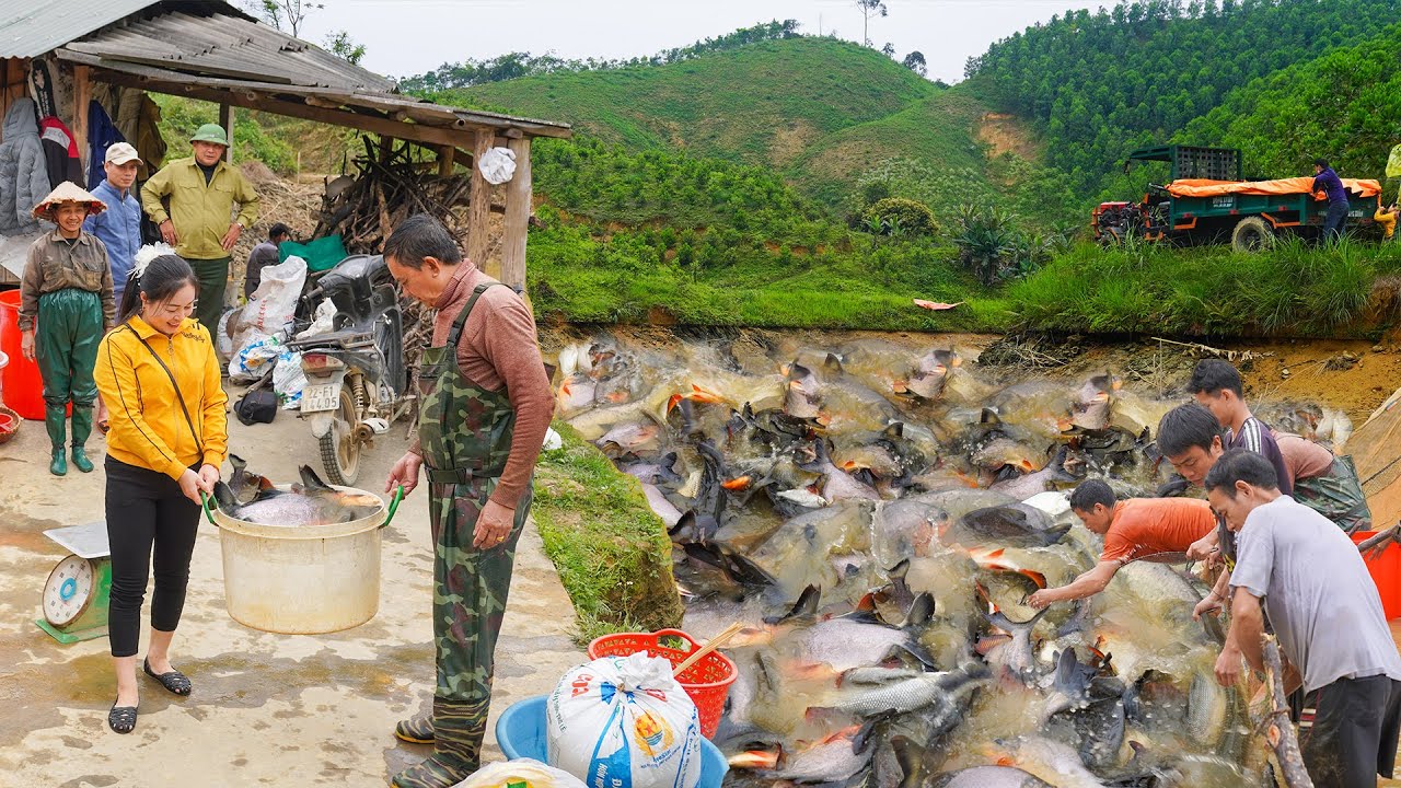 Buy Many Fish from Farmers Who Cast Nets To Catch Fish / Use Truck Transport Fish Go To Market Sell