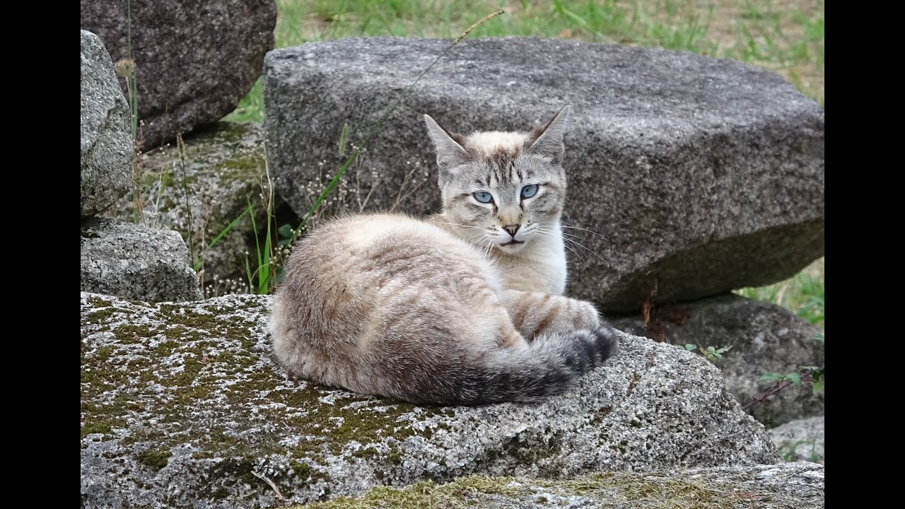 El gato asilvestrado más hermoso de Galicia...