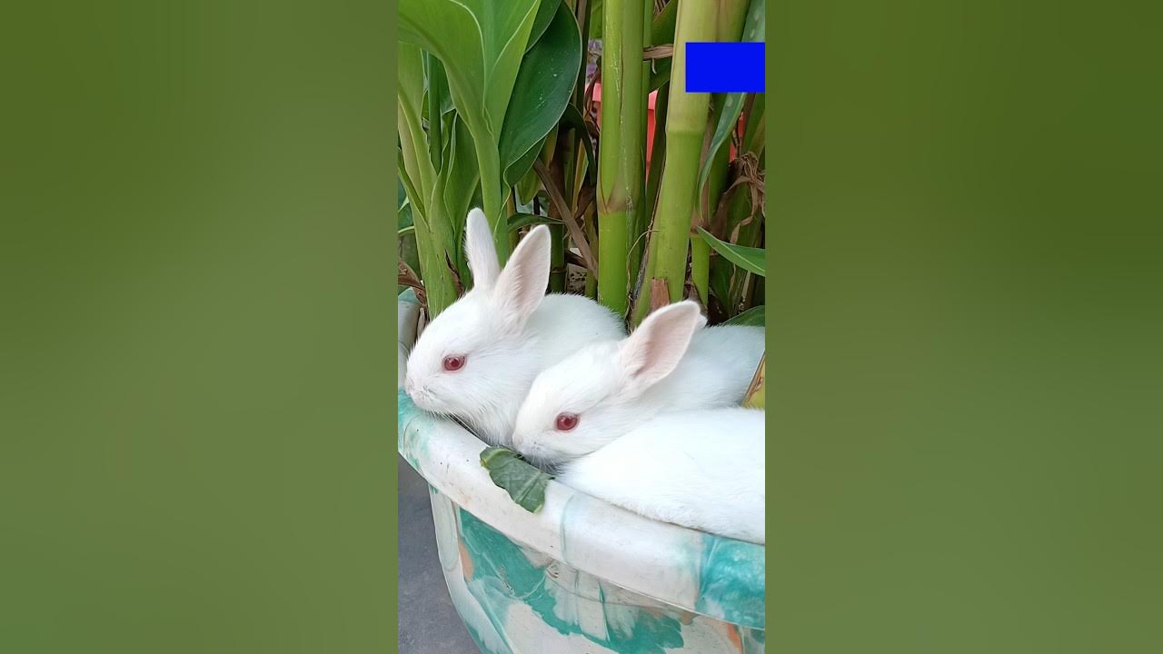 adorable-baby-bunny-rabbit-growing-up-21-to-30-days-4-to-5-week-old