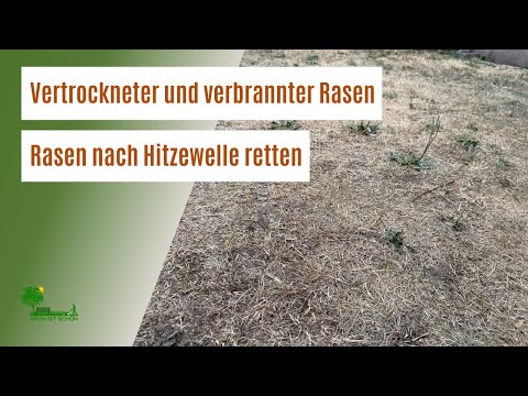 How to save your dried-out and burnt lawn | Make your lawn green again after a heatwave