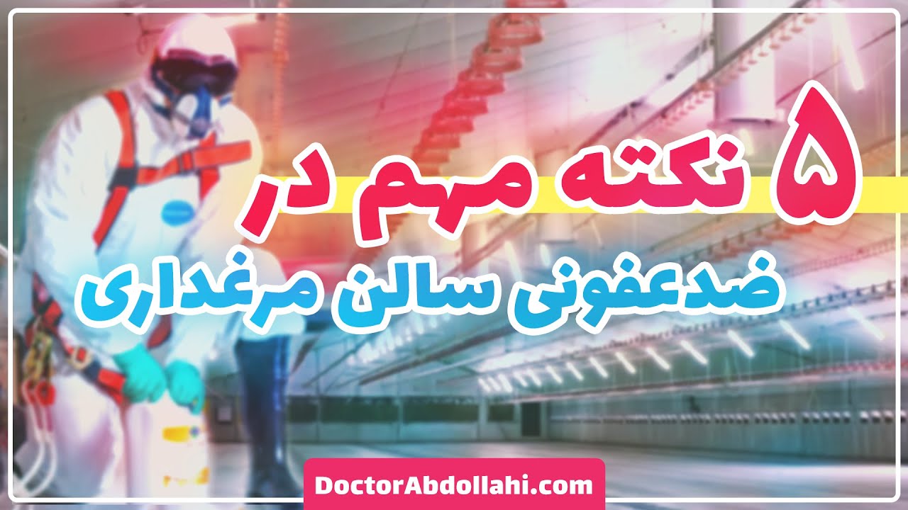 5 نکته مهم در ضدعفونی سالن های مرغداری