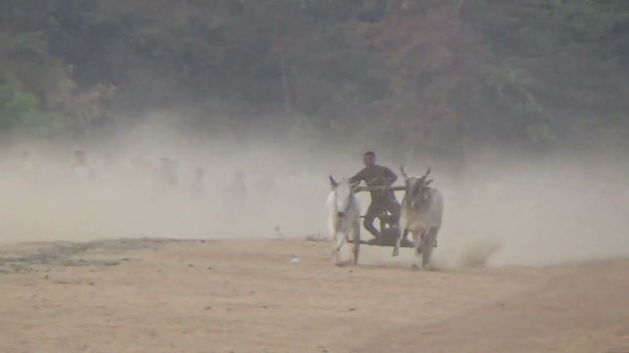 फ़ाइनल All Video 🥰 जेवनारा पट Pratiyogita 😍  ox race 