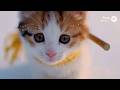 0冬に生まれた猫赤ちゃん、ここから始まる幸せの物語（愚者タイプ。あなたの魂の人物像は？）