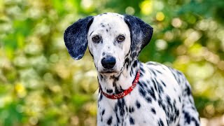 Competitive Obedience Trials with your Dalmatian  Tips & Tricks