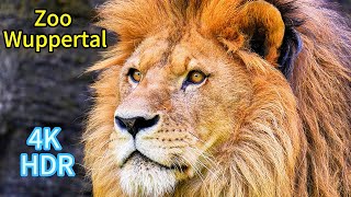 4k HDR Zoo Wuppertal Relaxing Film