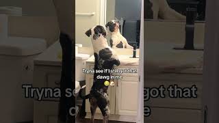 25  Have you ever seen a dog react like this when looking in a mirror?