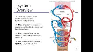 1111104 Physiology Blood vessel (1)