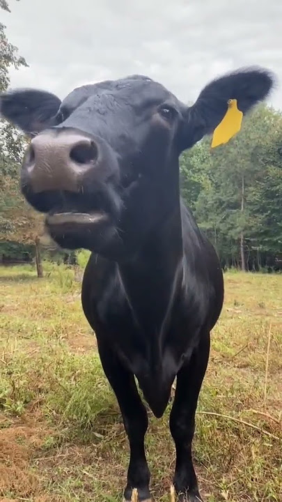 Cow sound #sapi #inek #cow #lembu #cebu #ngakak #caballos #vaca