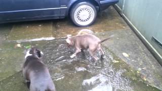 Puppy Blue Staffie Meets A Puddle...