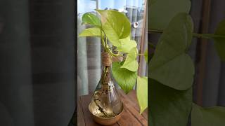 Money Plant in water/simple indoor Plant Decor#shorts