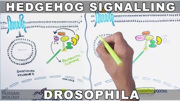 Hedgehog Signalling Pathway
