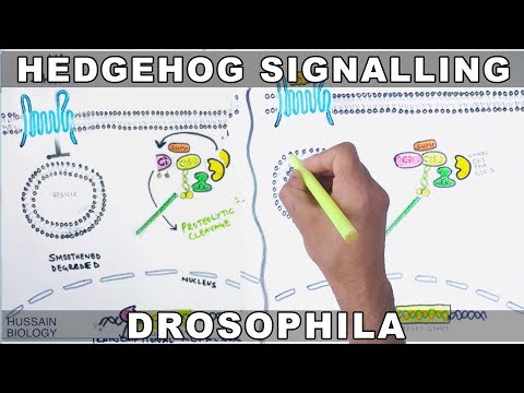 Vidéo: De L'inflammation Au Cancer Gastrique - L'importance De La Signalisation Hedgehog / GLI Dans Les Maladies Inflammatoires Et Néoplasiques Chroniques Induites Par Helicobac