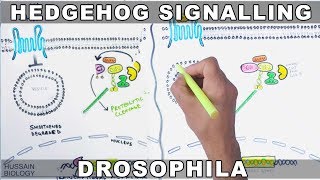 Hedgehog Signalling Pathway