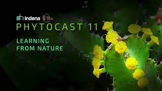 Phytocast 11 - Learning From Nature