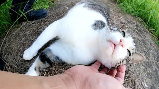 草むらでくつろいでいたキジシロ猫にあごの下マッサージをしてあげた