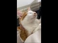抱きついてくる甘えん坊子猫が可愛すぎます【子猫成長日記#36】