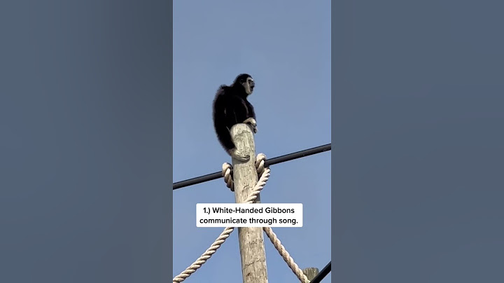 ✨Gibbon Fun Facts ✨ #whitehandedgibbon #gibbon #gibbons #ape #apes #animals #zoo