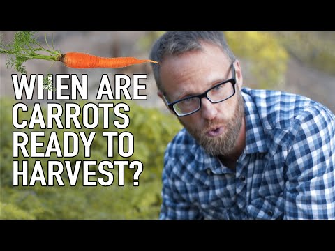 Video: Harvesting Carrots: How To Tell When Carrots Are Ready To Harvest