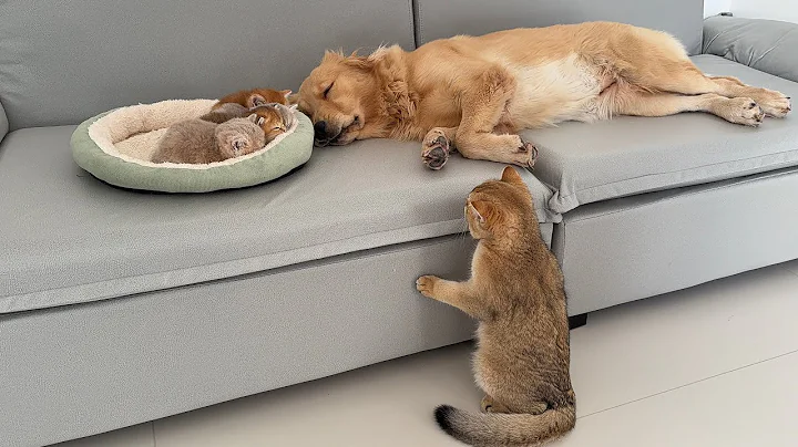 Video 11888851: british shorthair cat, cat kittens cute big, kittens golden cats, kitten sleeping