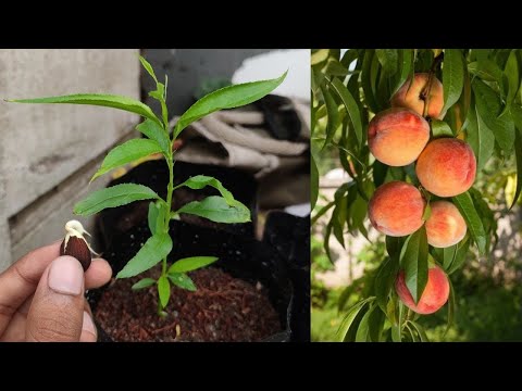 Video: Elberta Peach Growing: Paano Aalagaan ang Elberta Peaches