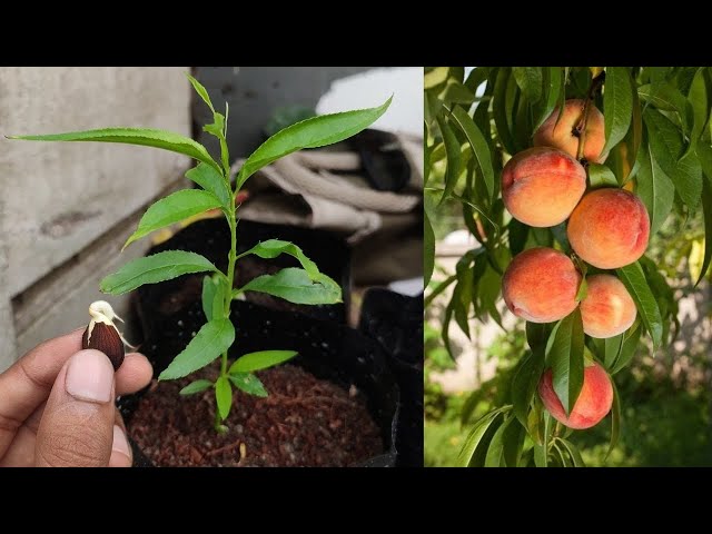 How to grow Peach tree from seed Easily | Seed germination at home class=