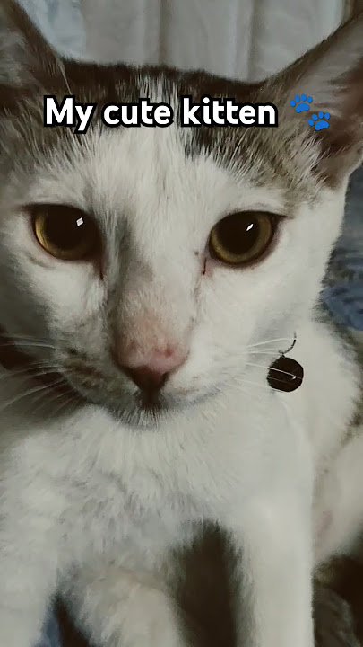 my cute cat 🐾#fanny#cat