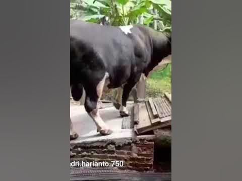 entah dimana dirimu sekarang berada. #sapi #lembu #shorts #novemberrain