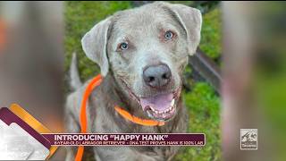 Pet Of The Week, Hank A Lovable Lab Who Loves Tennis Balls - Cityline - April 23, 2026