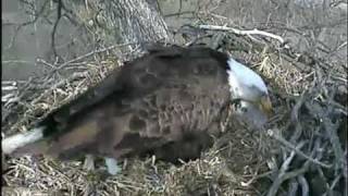 Decorah Eagle - baby eaglet rolled back finally to the nest - Part 2. - April 03, 2011