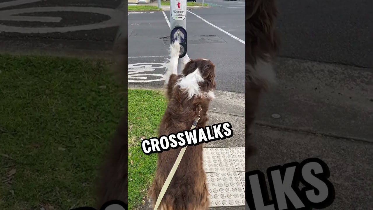 "The Dog Who Waits for the Green Light"