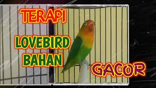 Awas Dengan Lovebird Andasuara Lovebird Gacor,Ngekek Tanpa Jeda,Lovebird Juara,Lovebird,Labet Emosi