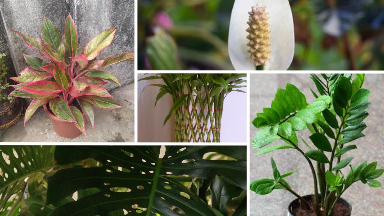 5 Indoor Plants that Grow Without Sunlight YouTube