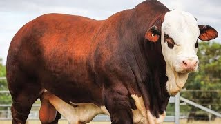 The top 10 biggest bull breeds ever in the world